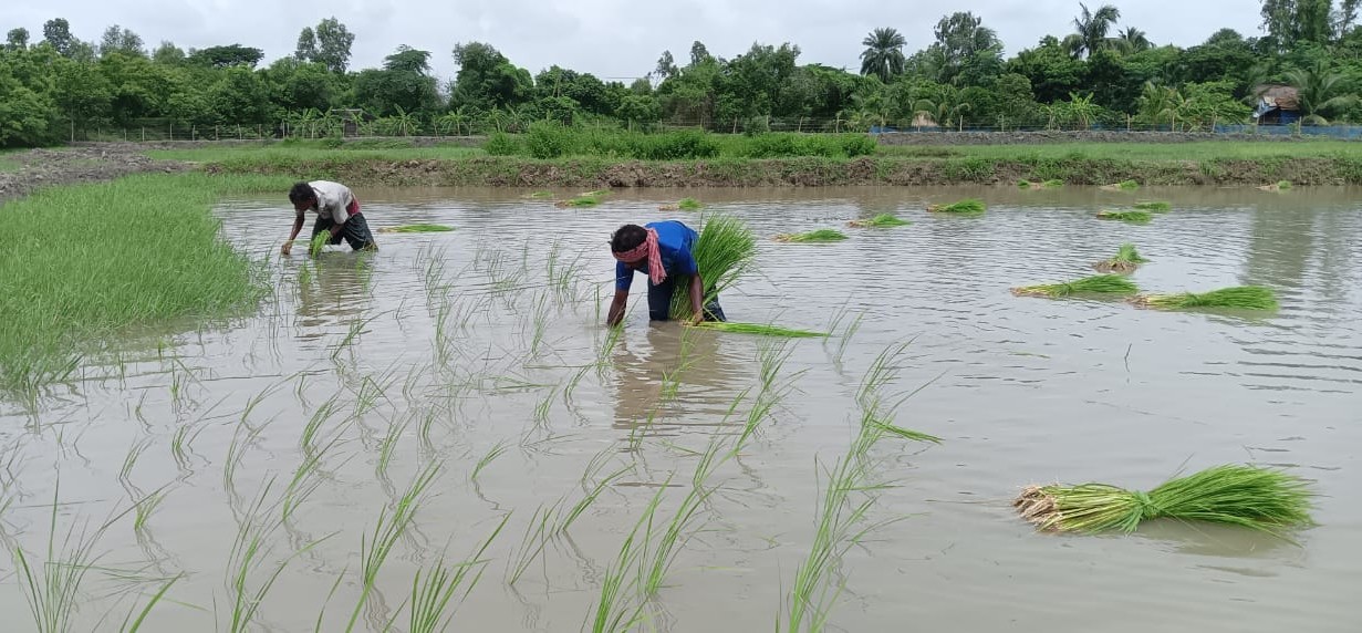 Field Work